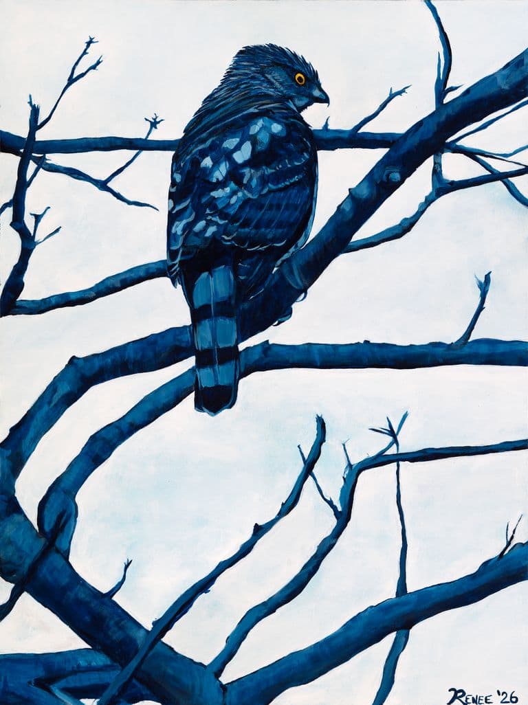 A cooper hawk sits in a tree alert to what's behind it.