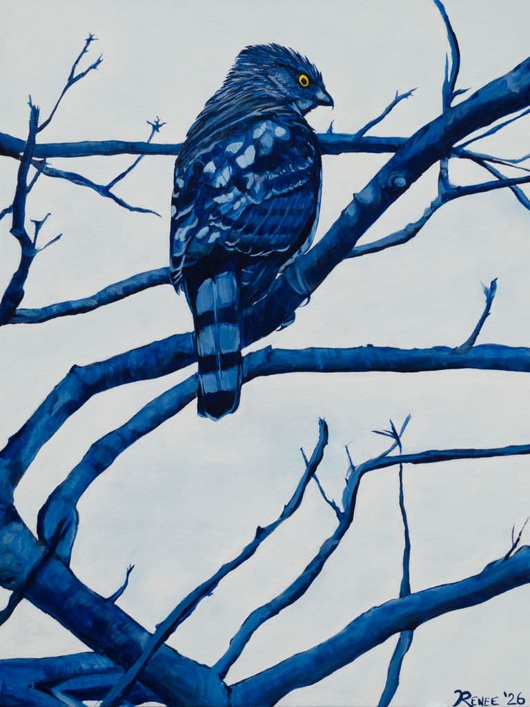 A blue hawk perched on a branch
