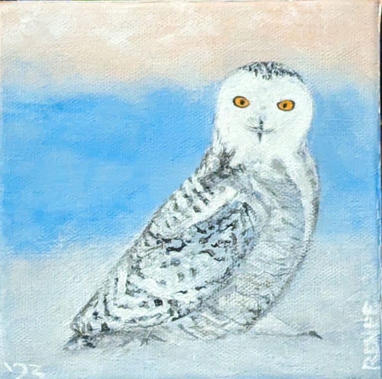 Snowy Owl